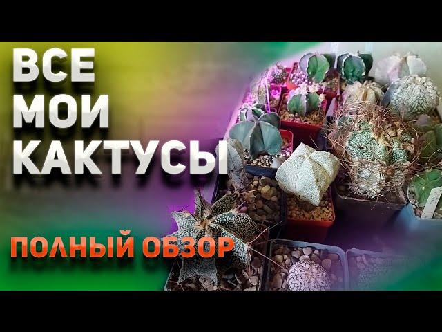 Все мои кактусы. Подробный обзор. Уход за кактусами