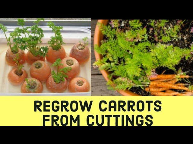 How To Grow Carrots From Cuttings | Grow Carrots Without Seeds | Carrots At Home