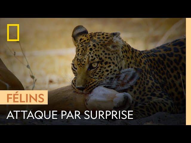 Comment chasse le léopard ? | SAUVAGE, RUSÉ ET MORTEL