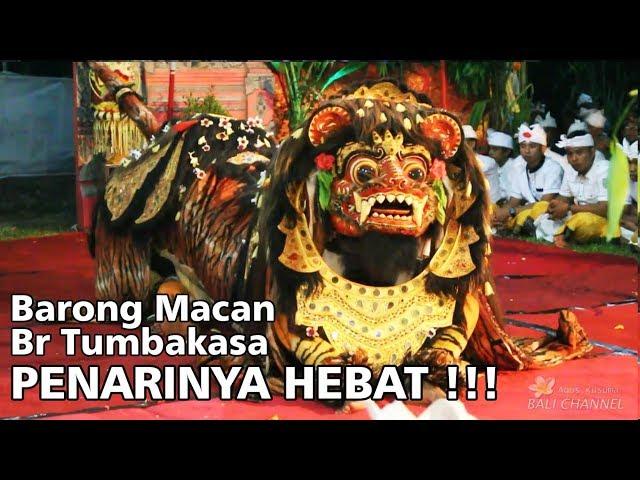 2.3 M VIEWS BARONG MACAN BALI - Tegallalang Gianyar