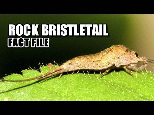 Rock Bristletail Facts: NOT a Silverfish  Animal Fact Files