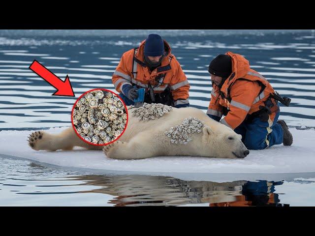 Rescuers Save Polar Bear Severely Injured By Millions Of Barnacles On Its Body