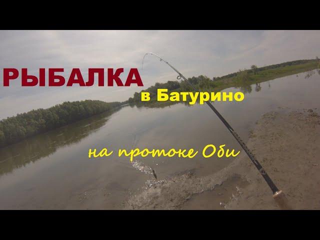 Рыбачим на спиннинг в протоке Оби в Батурино на окуня и судака.