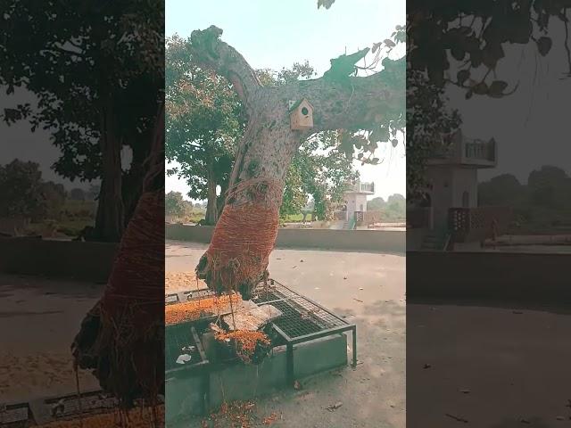 Flying Tree in Hansi Haryana (India) Samadha Mandir Hansi