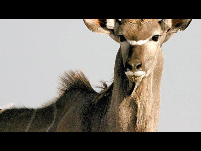 Lioness Uses New Tactics to Take Down a Kudu