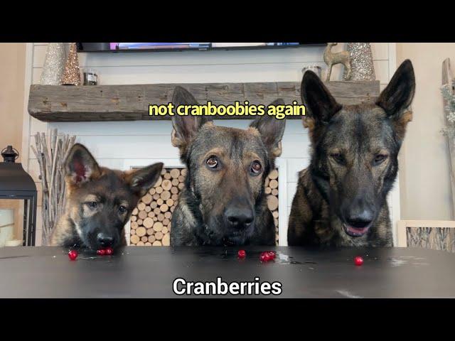 3 German Shepherds Review Foods