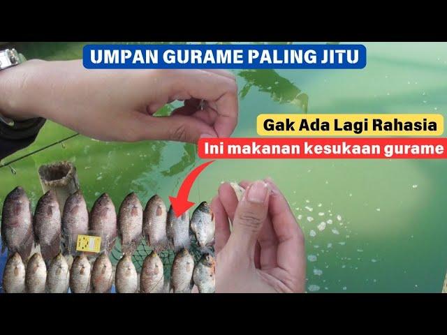 Racikan Umpan Gurame Paling Jitu || Mancing Gurame Gak Lagi di Zonk