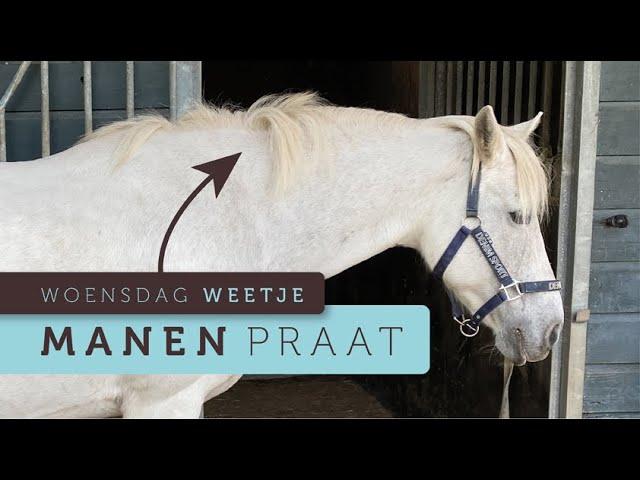 Paard met Pijnlijke Halswervel / Horse with Sore Vertebrae