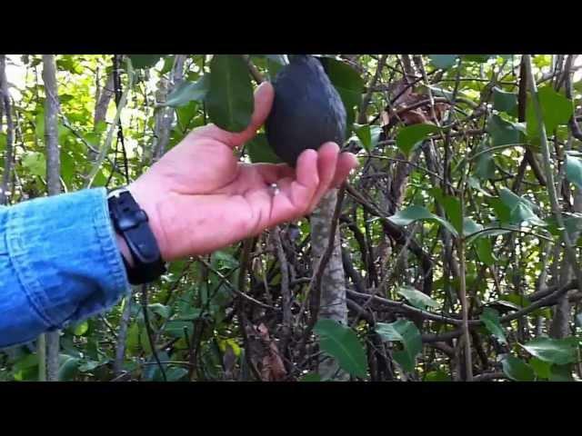 Unique Geocache:  "Guacamole"