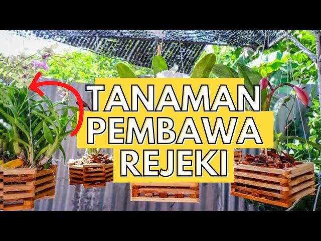 14 Jenis Tanaman Pembawa Rejeki Menurut Fengshui