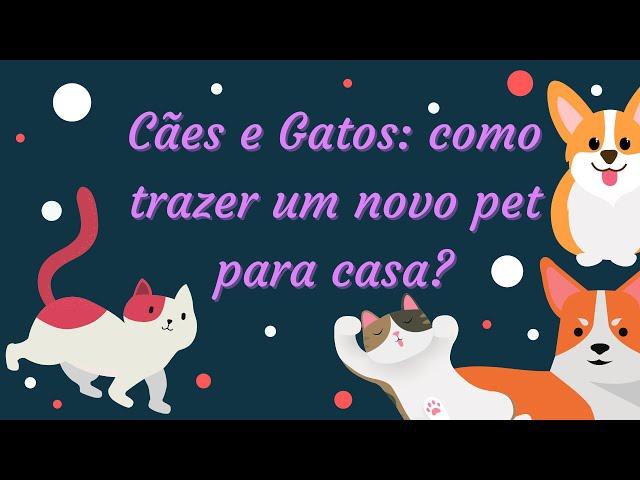 Cães e Gatos: como trazer um novo pet para casa?