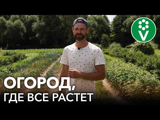 ОГОРОД, НА КОТОРОМ ВСЕ СОЗРЕВАЕТ И РАСТЕТ! Как выглядит огород размером в гектар в июле 2022?