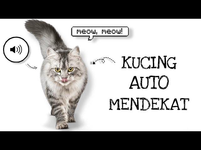 Pasti Mendekat !! SUARA KUCING BIRAHI MINTA KAW1N I SUARA KUCING MEMANGGIL I  SUARA MEMANGGIL KUCING