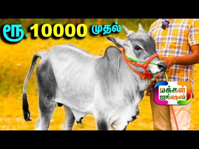 காங்கேயம் காளை கன்றுகள் ரூ.10000 முதல் ரூ.40000 வரை, 8 கன்றுகள், 1 கிடாரி கன்று, PART 1