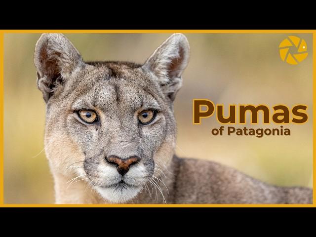 Photographing The Pumas Of Patagonia
