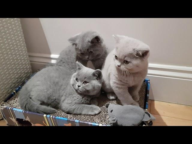 British Shorthair kittens - 10 weeks Old