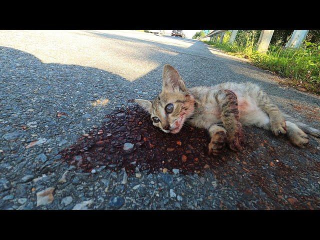 Kitten involved in an accident on the highway needs a Miracle to survive!