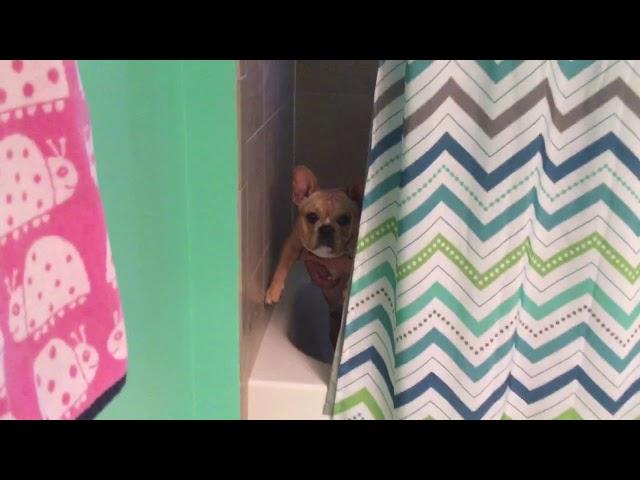 Frenchie Jams Out To Cool Jerk In the shower! (Home Alone 2)