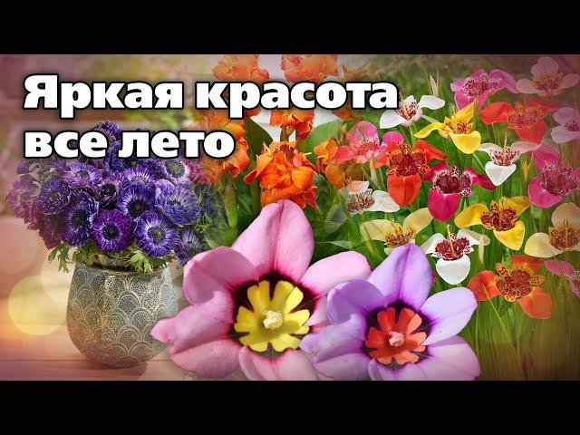 Мелколуковичные цветы. Высаживают весной - цветут все лето