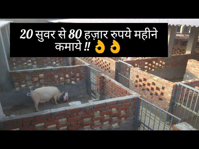 पिग फार्म शरू कर 80 हज़ार हर महीने कमाये || Pig Farming ||  Hello Kisaan