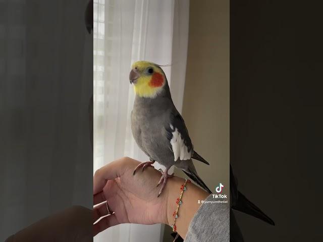 Cockatiel adds a little vibrato to his song #yumyumthetiel #parrot #bird #pet #cute