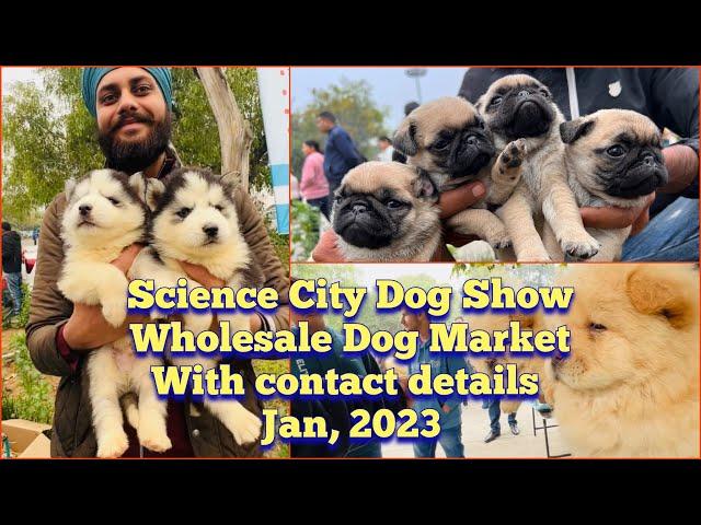 Wholesale Puppy Market in Punjab, Jalandhar | Recent Prices | Science City Dog Show 2023 | KCI | UKC