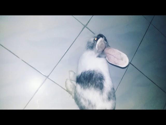 bored rabbit