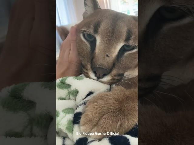 Gosha is Purring and Kneading : Big Floppa #caracal