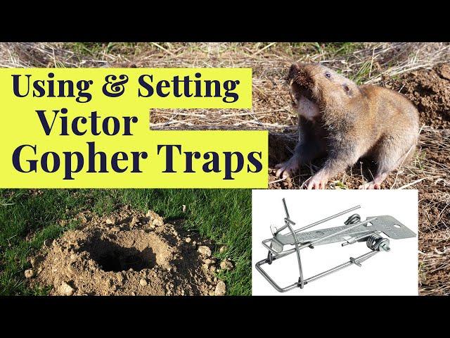 Get rid of GOPHERS using the  VICTOR EASY SET TRAP