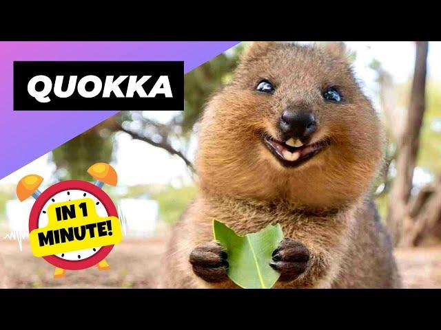 Quokka  One Of The Cutest And Exotic Animals In The Wild | 1 Minute Animals