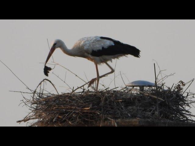 Storchennest Fridolfing Rathaus 19.06.24 - Nagetier-Überschuss