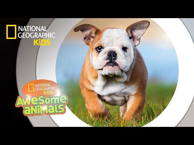 Dog Genius | Awesome Animals