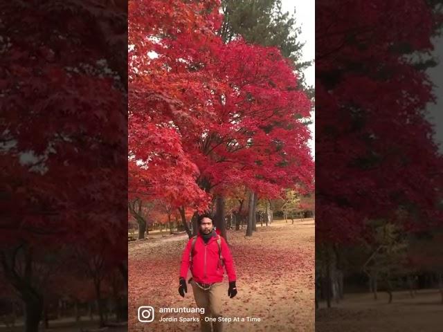 Autumn Nami Island #namiisland  #southkorea  #holyday