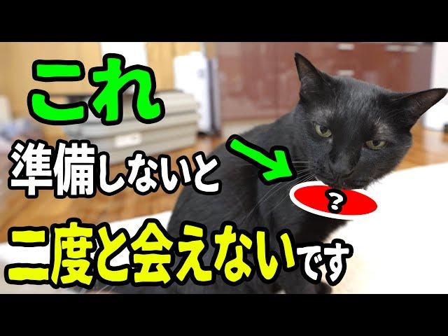 【南海トラフ地震】猫飼いの人！今すぐ準備をしてください！！！！