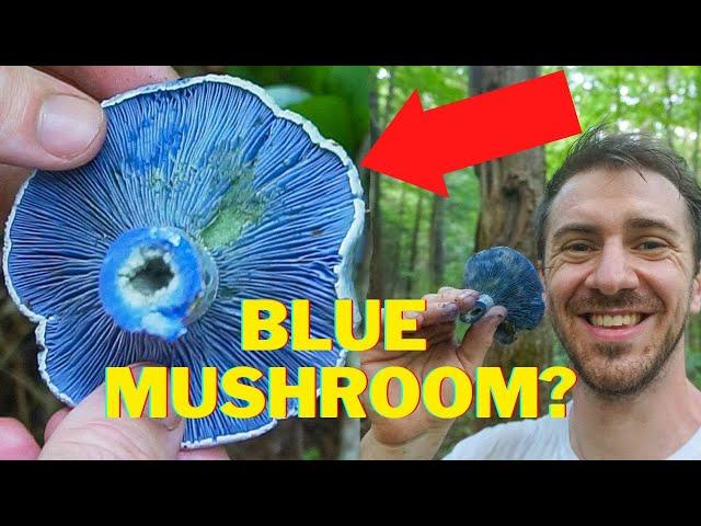 The Bluest Mushroom on the Planet! Indigo Milk Cap Identification and Foraging. Lacatarius Indigo