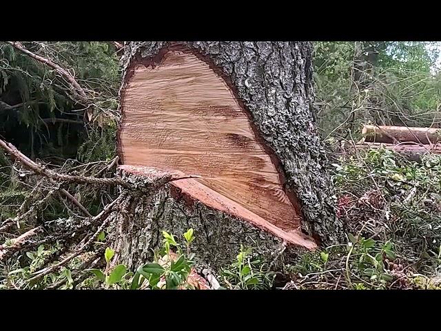 HOW TO MAKE A TREE SWING - SIZWHEEL