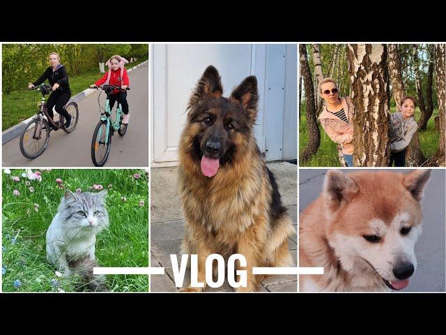 ДОМАШНИЙ VLOG снимаем вместе с дочкой / ГУЛЯЕМ, ОТДЫХАЕМ, играем с ЖИВОТНЫМИ / СБОРЫ в ОТПУСК