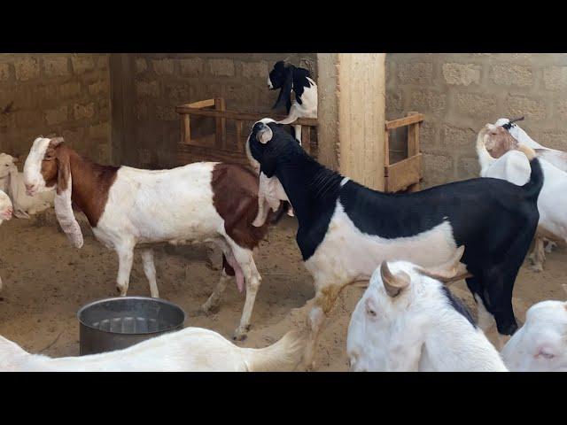 Breeding season goats diets Guide & Precautions | Nagra Farm | Goat Farming tips & ideas