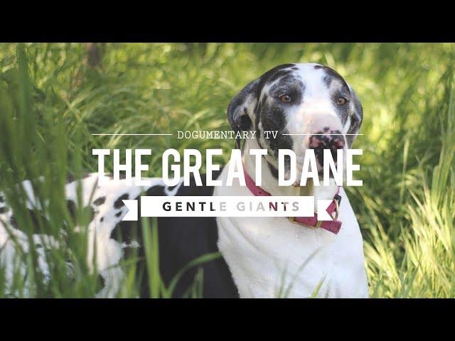 ALL ABOUT THE GREAT DANE THE K9 GENTLE GIANT