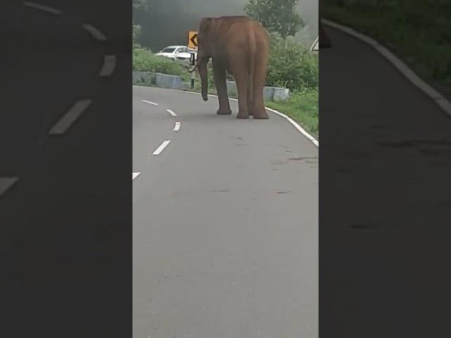 elephant attack Gov bus in KTG