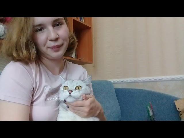 Шотландский прямоухий кот - наш важный член семьи!