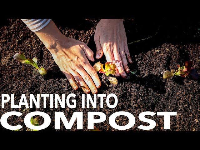 What to Expect When You Plant Directly into Compost