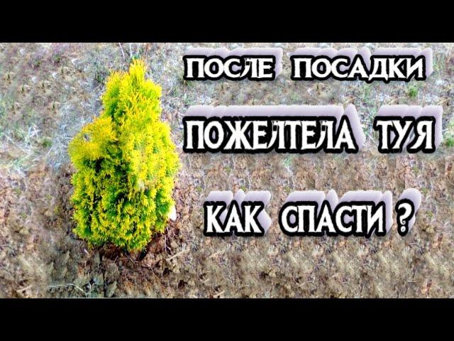 Пожелтели Саженцы Туи ПОСЛЕ ПОСАДКИ ВЕСНОЙ - Как Спасти Пожелтевшие ТУИ