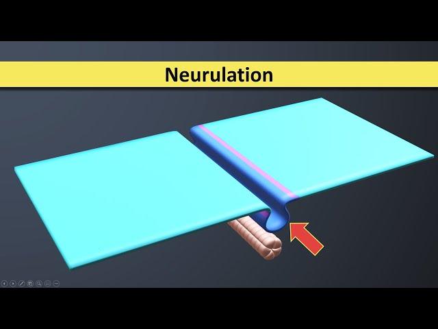 Neurulation - Neural Tube formation - Third Week Embryology