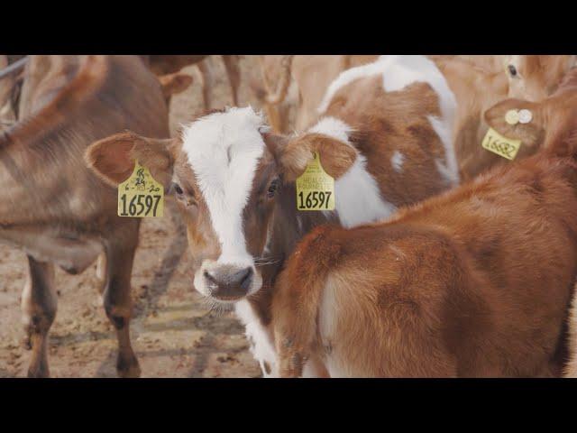 Calf Housing on Washington Dairy Farms