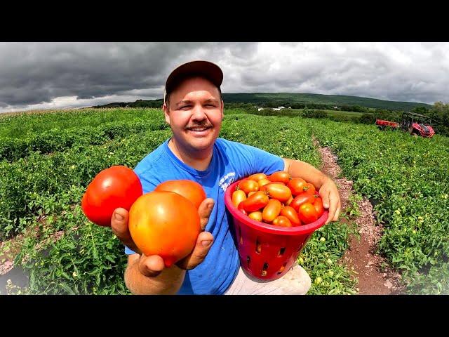 OUR FIRST MAJOR TOMATO HARVEST