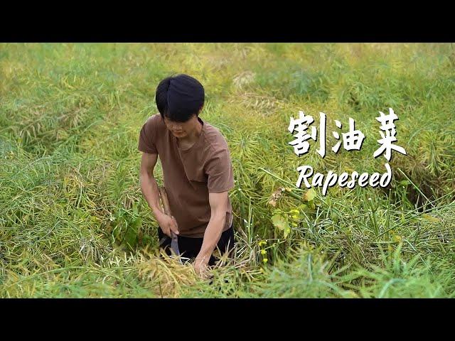 一株「油菜」上有多少粒油籽，大家知道吗？一斤油茶籽又可以榨多少油？Rapeseed