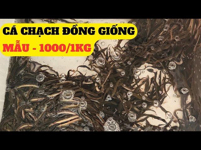 Cá Chạch Đồng Giống Mới Nhất - 2024  – Trại Giống Đông Sơn