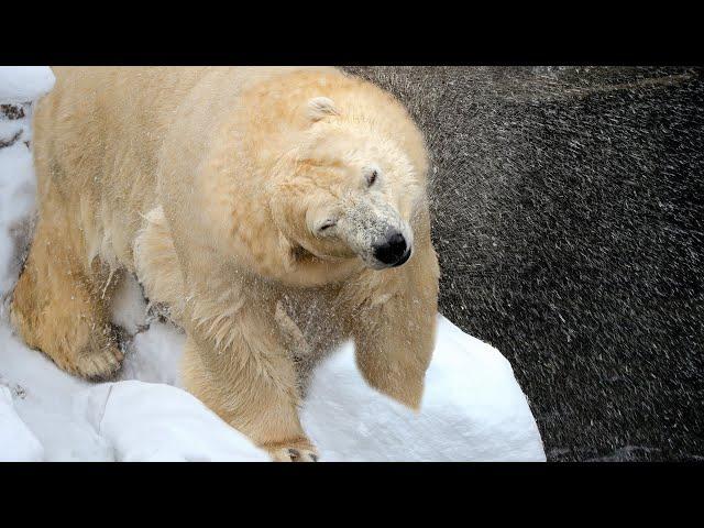 Deadly Arctic Journey with Polar Bears and Frozen Predators | Our World