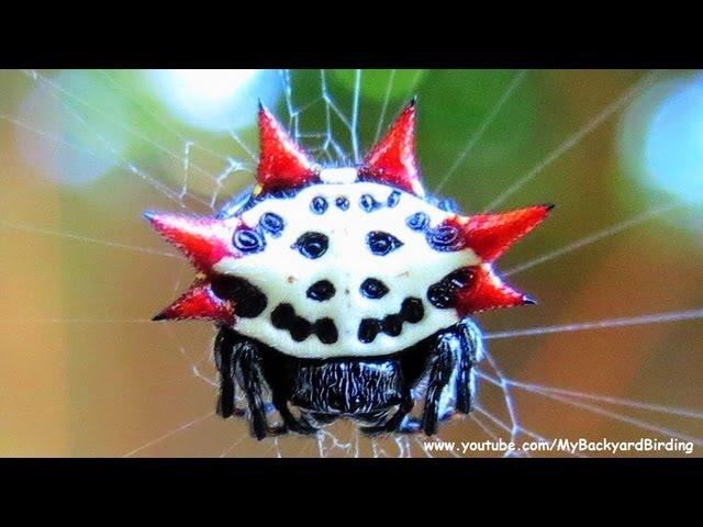 Spiny Orb Weaver Spider - A Work of Art!